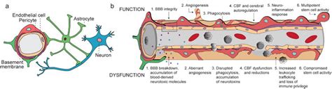 Pericytes Of The Neurovascular Unit Key Functions And Signaling
