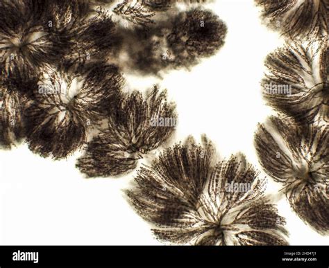 Algae Under Microscopic View Freshwater Red Algae Rhodophyta