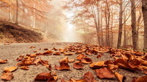 Leaves Fall On Road Hd Nature 4k Wallpapers Images Backgrounds