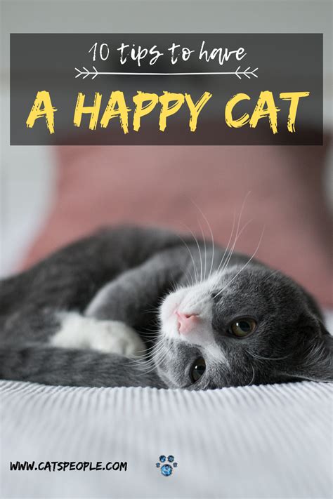 How To Make Your Cat Happy In 2021 Cats Pets Cuddling Cat Parenting