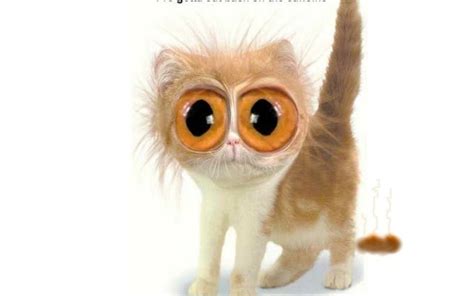 Big Eyes Animal Humor Wallpaper 4515746 Fanpop