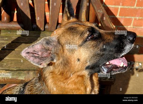 Inside Ear Flap Of German Shepherd Dog Recovering From Surgery On Aural