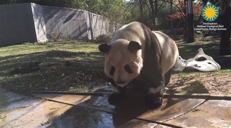 Panda Splashes Around In Bubble Bath At National Zoo Fox 59