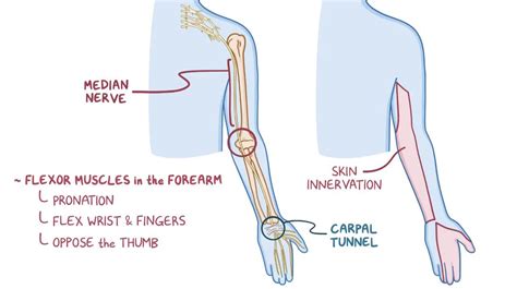 Brachial Plexus Video Anatomy Definition And Function Osmosis