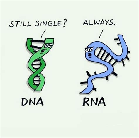 🧬 We Know There Are Exceptions To Rna Being Single Stranded Bonus
