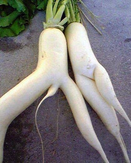 Veggies Funny Vegetables Whats Wrong Funny Pictures