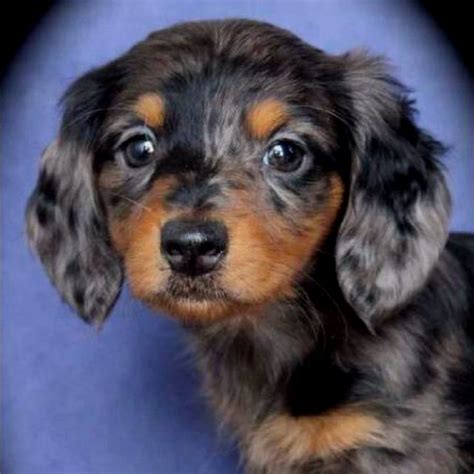 We raise dachshunds that are of the highest quality and will be excellent representatives of dachshund breed. My dapple dachshund baby girl | Dapple dachshund ...