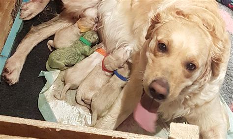 Use the search tool below and browse adoptable golden. Golden Retriever Gives Birth To Beautifully Rare Green Puppy - Sick Chirpse
