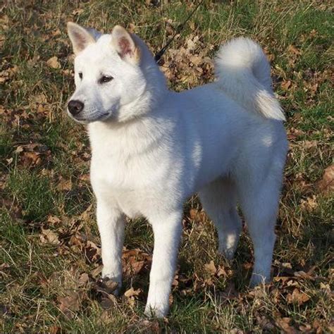 Microsoft powertoys is a set of utilities for power users to tune and streamline their windows 10 experience for greater productivity. Kishu Inu Breed Guide - Learn about the Kishu Inu.