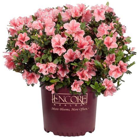 I grabbed the last two 'autumn moonlight' white encores yesterday and they still had quite a few flowers on them. ENCORE AZALEA 3 Gal. Autumn Sunburst Encore Azalea Shrub ...