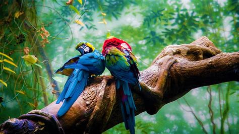 hd wallpaper birds scarlet macaw forest nature parrot waterfall tree wallpaper flare