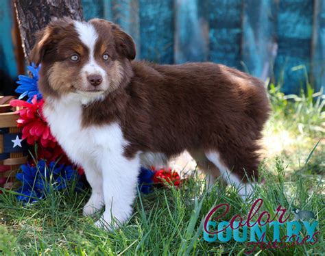 15 Pictures About Australian Shepherd Mini For Sale Animals And More