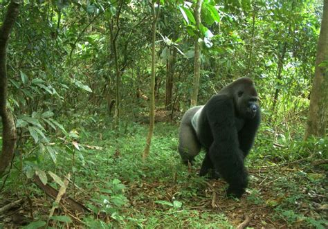 Urbanization in nigeria on the lowland brought about unpredictable problem because of the population increase and. Rare Cross River gorilla still faces serious threat | BirdLife