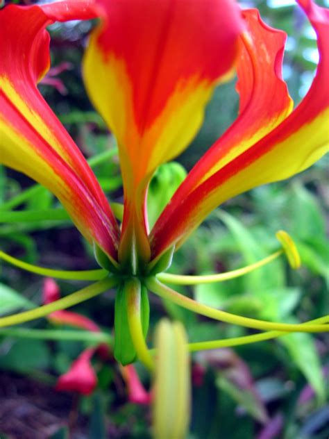 Free Flame Lily Stock Photo
