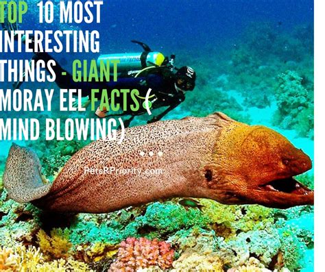 Top 10 Most Interesting Things Giant Moray Eel Facts Mind Blowing