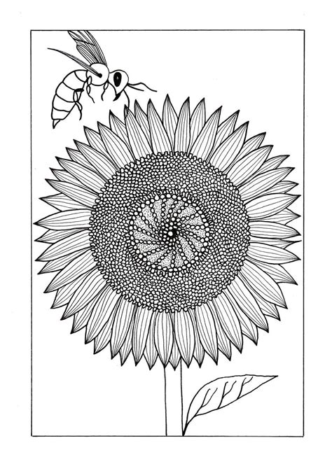 Sunflower Mandala Coloring Pages Freeda Qualls Coloring Pages