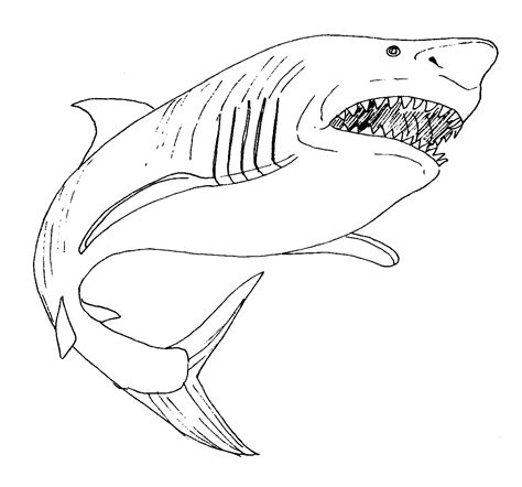 Free Printable Shark Coloring Pages For Kids - Animal Place