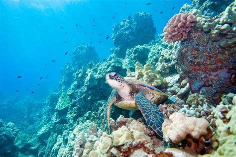 The Animals Of The Great Barrier Reef