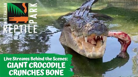 Saltwater Crocodile Feeding Live Footage Australian Reptile Park