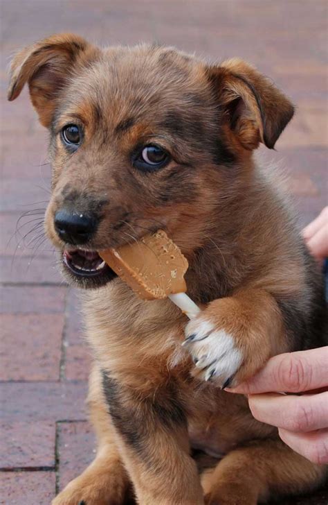 Doggy Pops Peanut Butter Dog Treats James Valley Company Dog Treats Pet