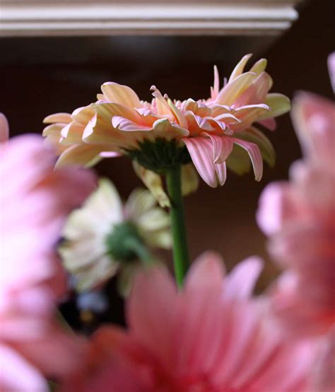 Method 1 caring for an indoor plant download article How to Revive Gerbera Daisies - Christina's Cucina