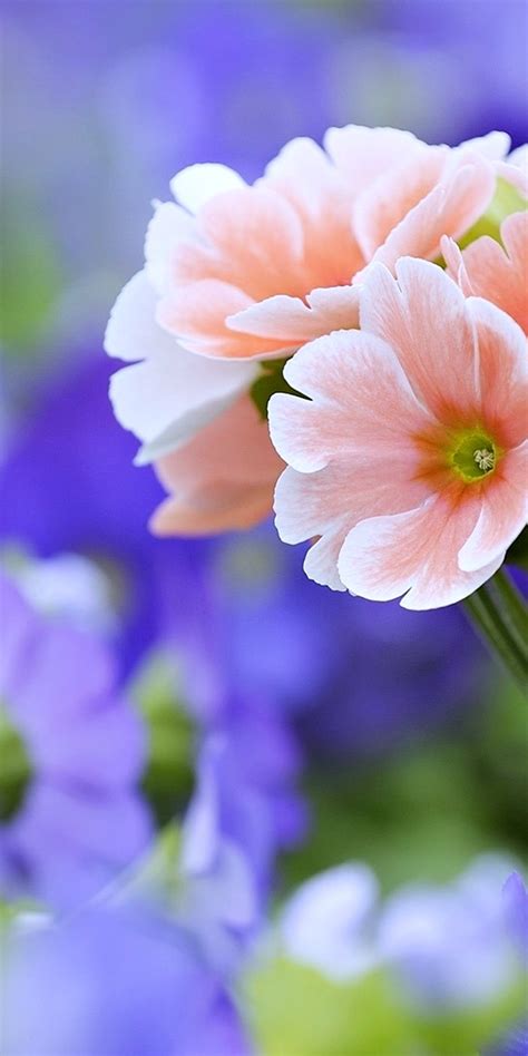 Free Download 40 Beautiful Flower Wallpapers For Your Desktop Mobile