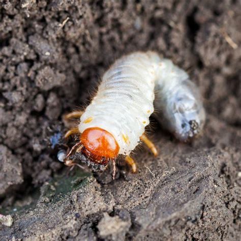 Learn How To Get Rid Of Grub Worms Safely Discover 5 Natural Methods