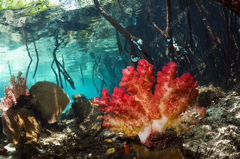 Corals In A Mangrove Swamp Stock Image C0118305 Science Photo