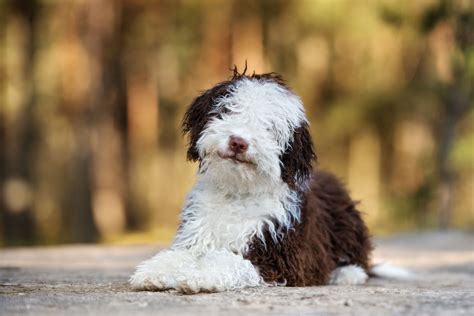 19 Dog Breeds That Love Water Get To Know Them Tractive