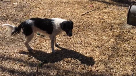 Herman The Border Collie Setter Mix Youtube