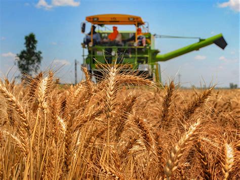 Unlocking Wheat Production With High Yielding Seed Variety Trials