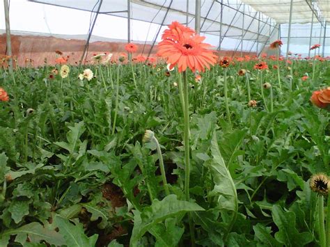 Maybe you would like to learn more about one of these? Flowers by Royal Amazing Traders, fresh flowers, INR 10 ...