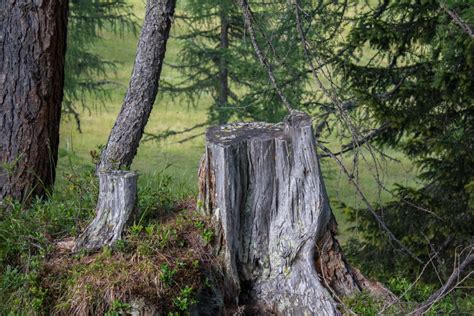 Free Images Landscape Nature Wilderness Branch Wood Trunk Moss