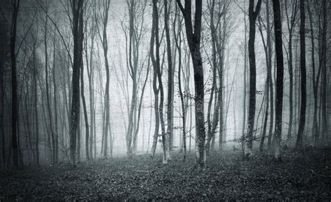 Textured Monochrome Foggy Mystic Forest Stock Photo Image Of Light