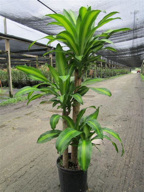 Dracaena Mass Cane Live Plant In A 10 Inch Pot 3 Staggered Etsy Canada