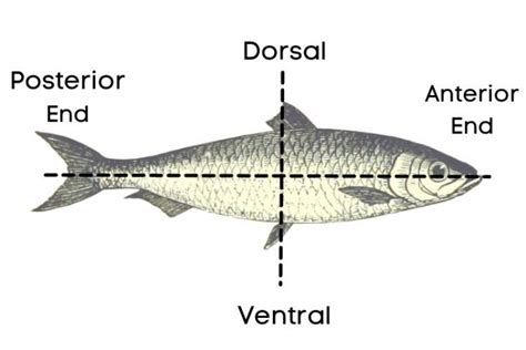 13 Body Parts Of A Fish And Their Uses Common Fish Anatomy Tpr Teaching
