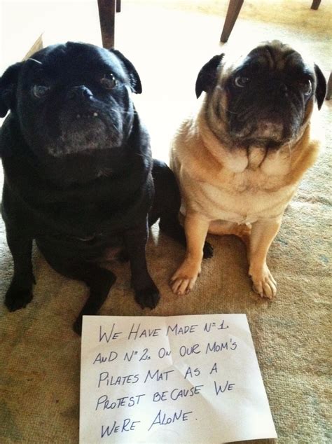 Two Pug Dogs Sitting Next To Each Other In Front Of A Sign That Says
