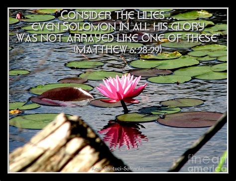 Quotes About Water Lilies Quotesgram