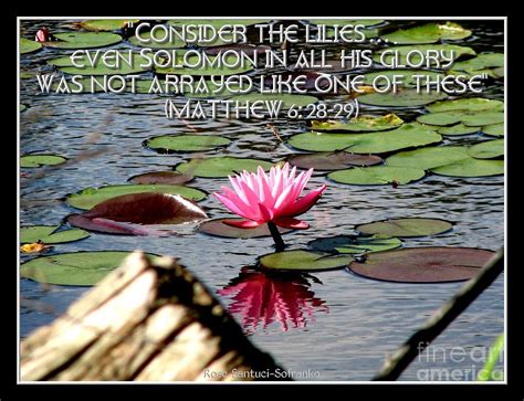 Only the poet or the saint can water an asphalt pavement in the confident anticipation that lilies. Quotes About Water Lilies. QuotesGram