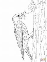Woodpecker Coloring Drawing Cockaded Woodpeckers Printable Getdrawings Designlooter sketch template