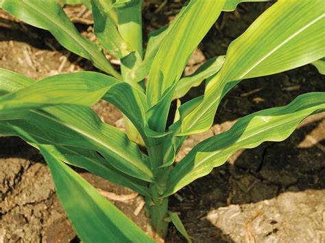 Here are the consequences of. Don't Let Zinc Sink Yield - AgWeb