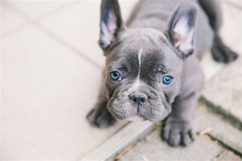 Hello i have this stunning blue french bull dog shes eight weeks old blue eyes comes with vaccinations up to date. Blue French Bulldog Guide - Everything You Need To Know