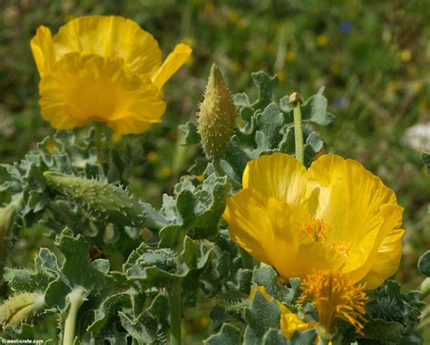 Glaucium flavum - Yellow horned poppy