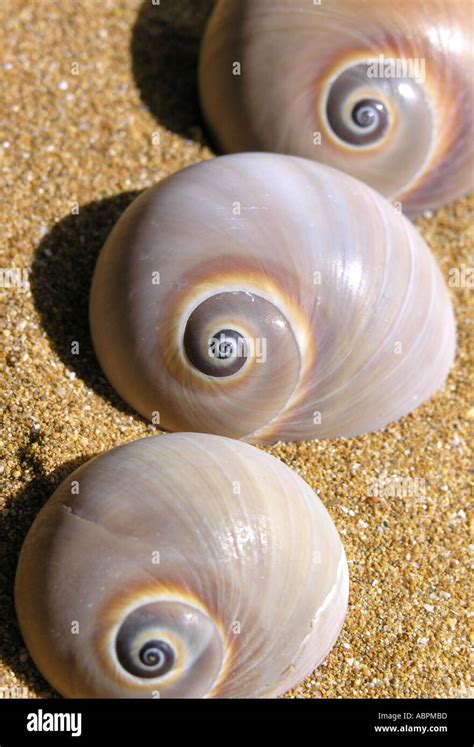 Three Spiral Sea Shells On A Beach Stock Photo Alamy