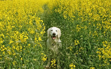 45 Spring Wallpaper With Dogs On Wallpapersafari