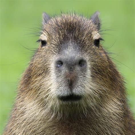 Capybara Rainforest Alliance
