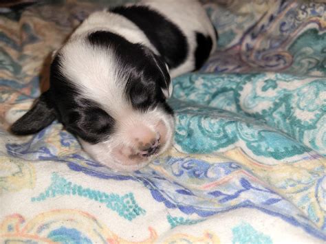 Athena's Cuteness overload... Black... - Cocker Pup Kennel