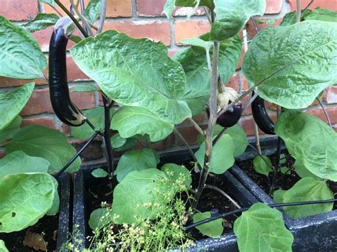How To Grow Eggplant Damon Chio