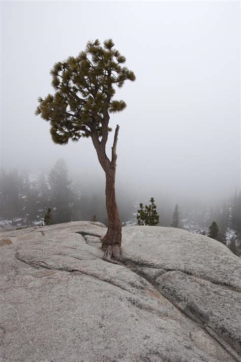 Tree growing in crack (vertical) – Geology Pics