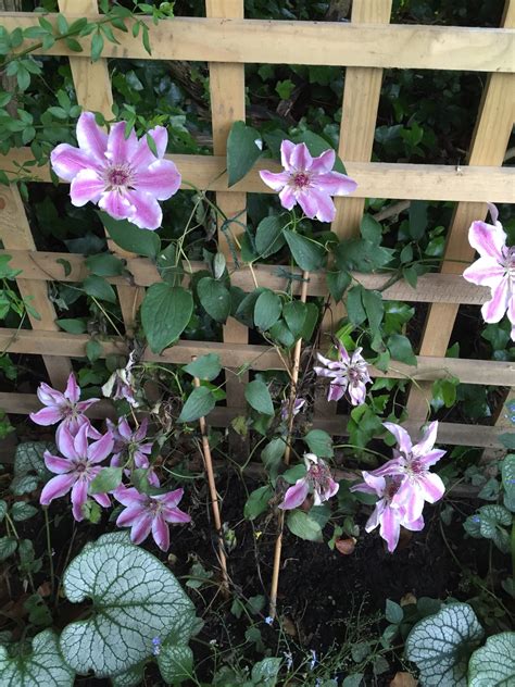 Clematis wilt disease is a fungal infection that gets into the vine from broken stems. Is this clematis wilt? — BBC Gardeners' World Magazine